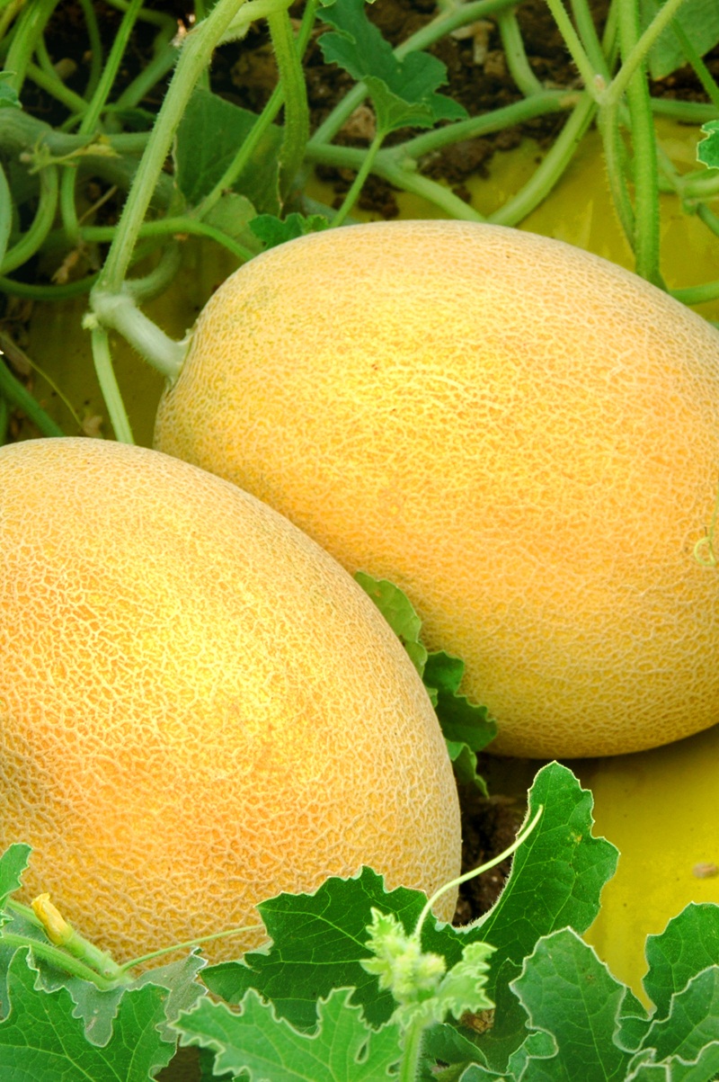 Orange Flesh Melon